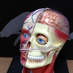 Пособие: модель головы человека.